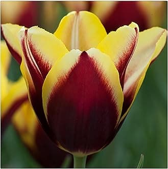 Garden (Tulip for Planting) Indoor or Outdoor Surprise to Grow Pots to Grow Tulip for Fall Planting Simple to Grow Fall or Spring-10 Bulb-V