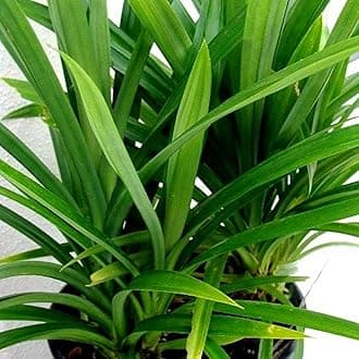 Hug A Plant | Biryani leaf Plant,Rambha Plant (Pandanus Amaryllifolius Plant - Pandan Plant, Basmati Plant) - Medicinal/Ornamental Plant