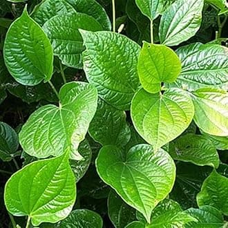 Live Calcutta Paan plant, Betel leaf, pan pata, Betel Leaf/Magai/Meetha Plant With Pot Medicinal Herb Aromatic Premium Variety from West Bengal For Home OrchardPack Of 1