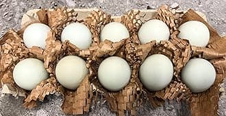Free Range Duck Eggs (12)
