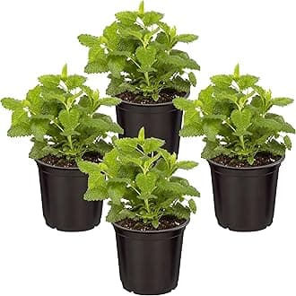 Live Aromatic and Edible Herb - Lemon Balm (4 Per Pack), Naturally Reduces Stress and Improves Air Quality, 8" Tall by 4" Wide