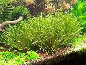 – Blyxa Japonica - Tropical Aquarium Oxygenating Live Plants for aquascaping