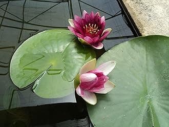Lincolnshire Pond Plants Ltd - Rembrandt Water Lily - Pond Plants - MW22-Kit