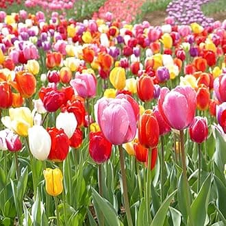Eden Brothers Tulip Bulbs, Landscaper Mix, 100 Bulbs | Perennial Flowers, Spring or Fall Planted, Full Sun, Indoor Forcing or Outdoor Planting, Easy-to-Grow | Zones 3, 4, 5, 6, 7, 8