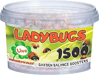 1500 Ladybugs Live for Garden - Hippodamia Convergens - Live Lady Bugs in a Container (1500)