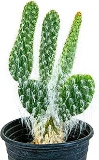 Cactus Outlet - Snow White Prickly Pear Cactus Plants Live - Live Cactus Plants - Snow White Cactus - Prickly Pear Plant Live - Landscape Ready Cactus Plants Live Delivered Right to Your Door