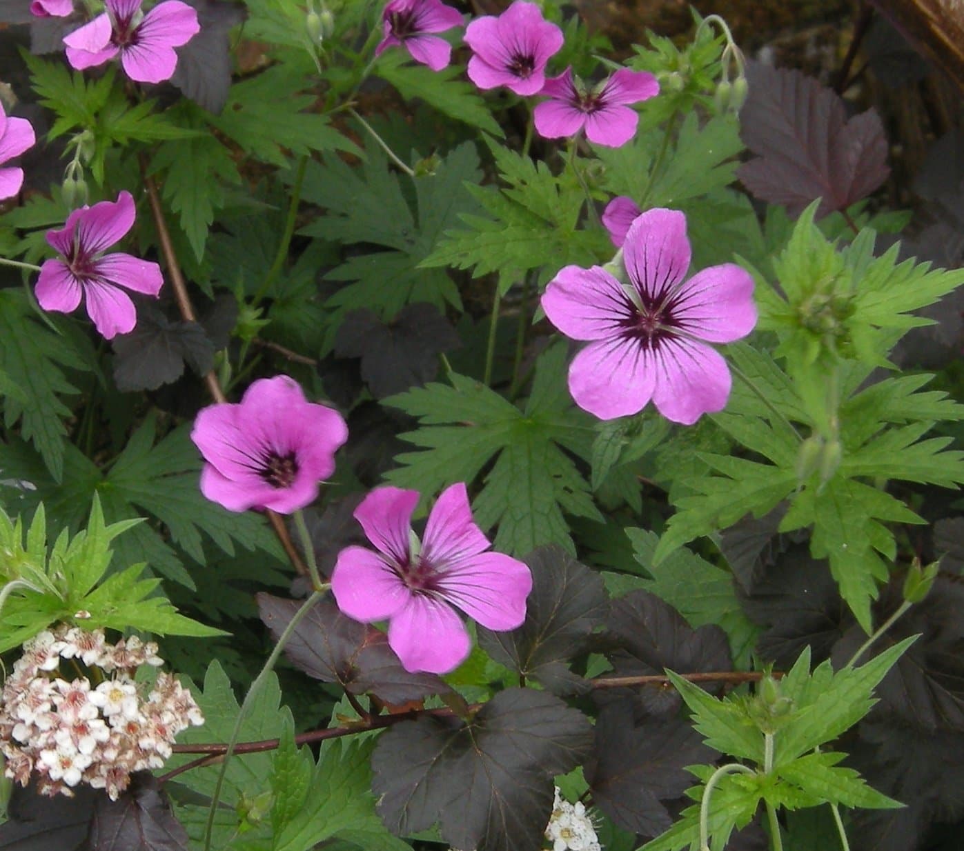 Geranium 'Patricia' - 3 x bare-root plants