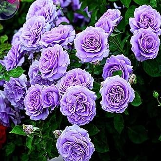 - Guruji Plantation Climbing Rose Live Plant – Fast-Growing Vine Rose for Vertical Garden, Arches & Fences | Flowering Creeper Rose in Grow Bag (Blue)