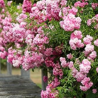Guruji Plantation Climbing Rose Live Plant – Fast-Growing Vine Rose for Vertical Garden, Arches & Fences | Flowering Creeper Rose in Grow Bag (Pink)