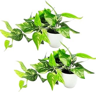 fancymart Plastic Artificial Money Plant Leaves Falling in Pot, Home and Office Decor Item for Desk & Wall Shelves, Green & White