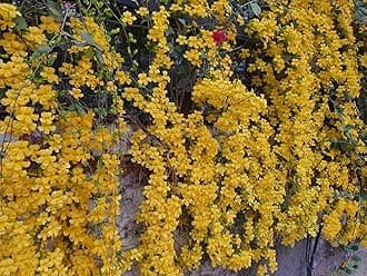 Cat's Claw Creeper Live Plant for Wall Cover | Fast Growing Yellow Flowering Vine | Outdoor Climber for Urban Balcony, Terrace & Garden | Dolichandra unguis-cati