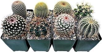 4-Inch Fully Rooted Cactus Plant in Plastic Pot – Hardy and Low Maintenance Live Desert Succulent for Home or Office Decor by Fatplants