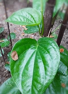 Live Pan Betel Leaf/Banarasi Maghai Paan/Meetha Paan (Sweet Paan) Healthy Live Indoor & Outdoor Plant Medicinal Herb Pack of 2 for Home Garden and Terrace with Black Pot