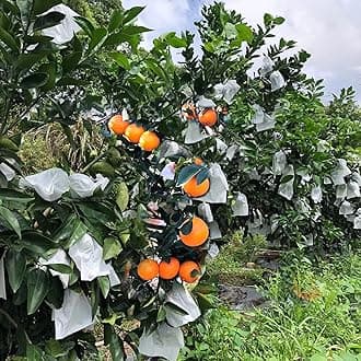 Fruit Protection Paper Bags 100pcs White Protection Cover Bags 6.6X7.8inch, Fruit Bags for Fruit Trees, Orchard, Trees, Frost, Plants (17x20)