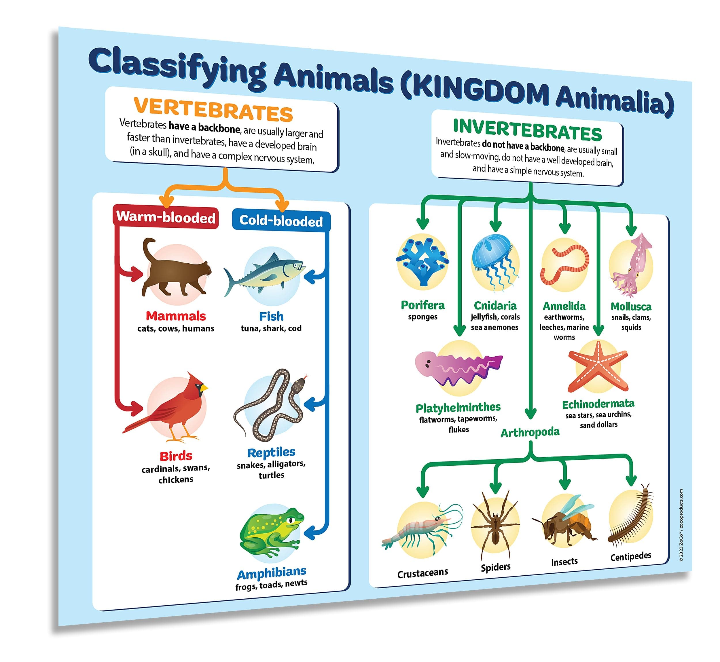 Animal Kingdom Classification Poster