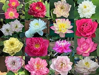 Indian Gardens - Lotus live Tubers | Live Plant | Aquatic plants | (Pack of 5)