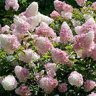 Paniculate Hydrangea Vanille Fraise Deciduous Outdoor Garden Shrub Plant in Pot (9cm Pot, 15-25cm)
