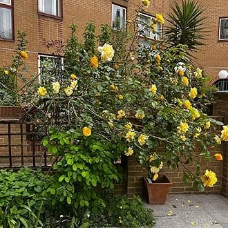 Yellow Golden Climbing Rose Bush in 2 Litre Pot - Climber Garden Plant Ready for Planting - Excellent for Walls, Pillars Trellises and Arches
