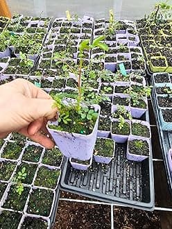 2pack red Climbing Rose Live Plant, 3" Pot