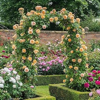 Guruji Plantation Climbing Rose Live Plant – Fast-Growing Vine Rose for Vertical Garden, Arches & Fences | Flowering Creeper Rose in Grow Bag (Yellow)