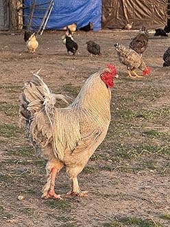 12 Chicken Hatching Eggs (Rare Breeds)