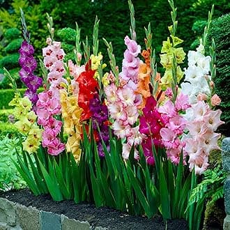 Garden State Bulb Rainbow Mix Gladiolus Flower Bulbs for Planting, 10/12cm, Spring (Bag of 50)