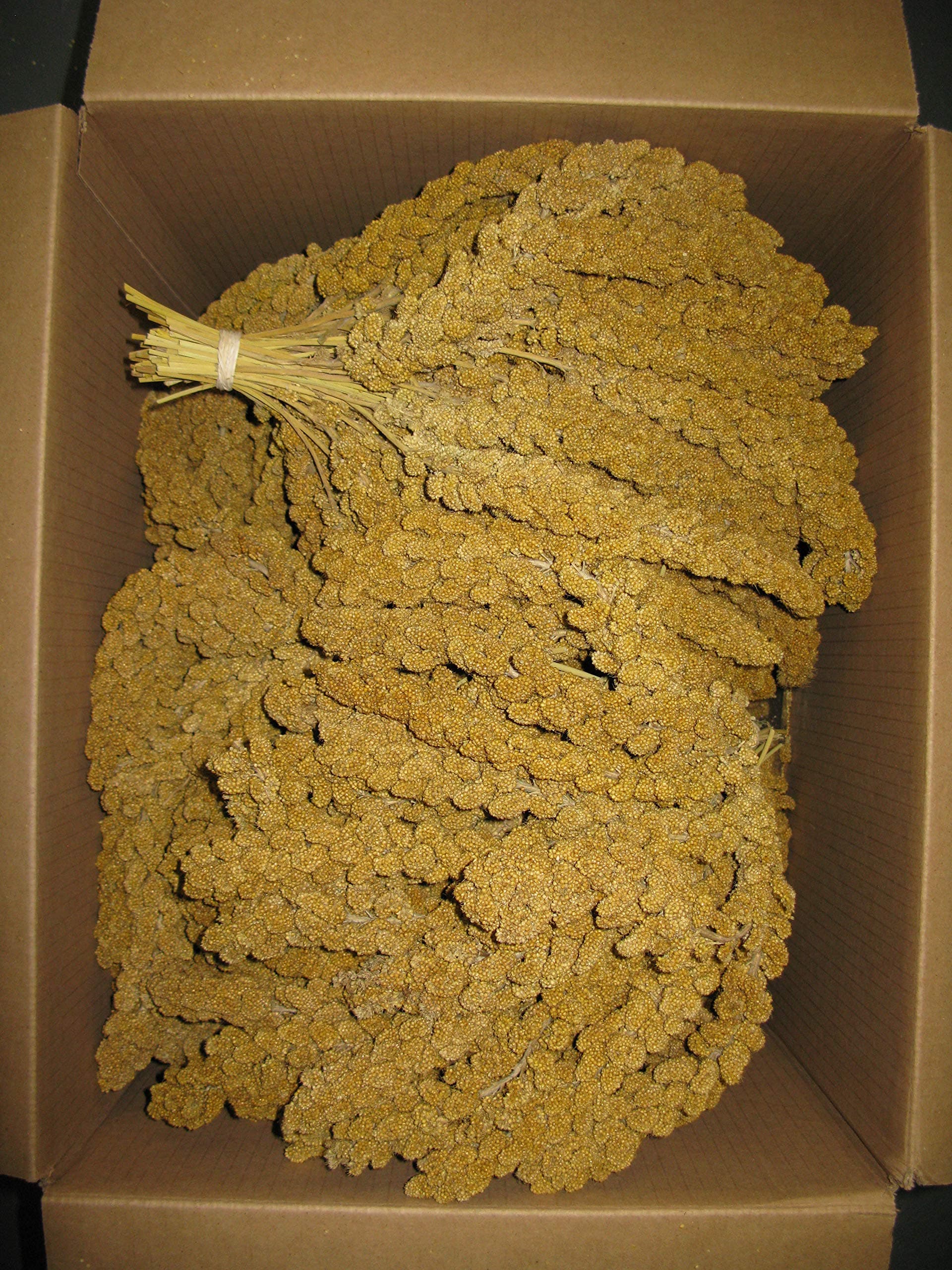 Spray Millet, 25 lb Bulk Box