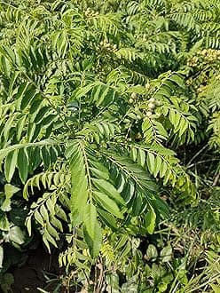 Bhajanlal Greenery Curry Leaf Tree(Kadi Patta) Sweet Neem Live Plant with pot with 4 Inches Nursery Pot