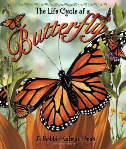 Butterfly (Life Cycle)