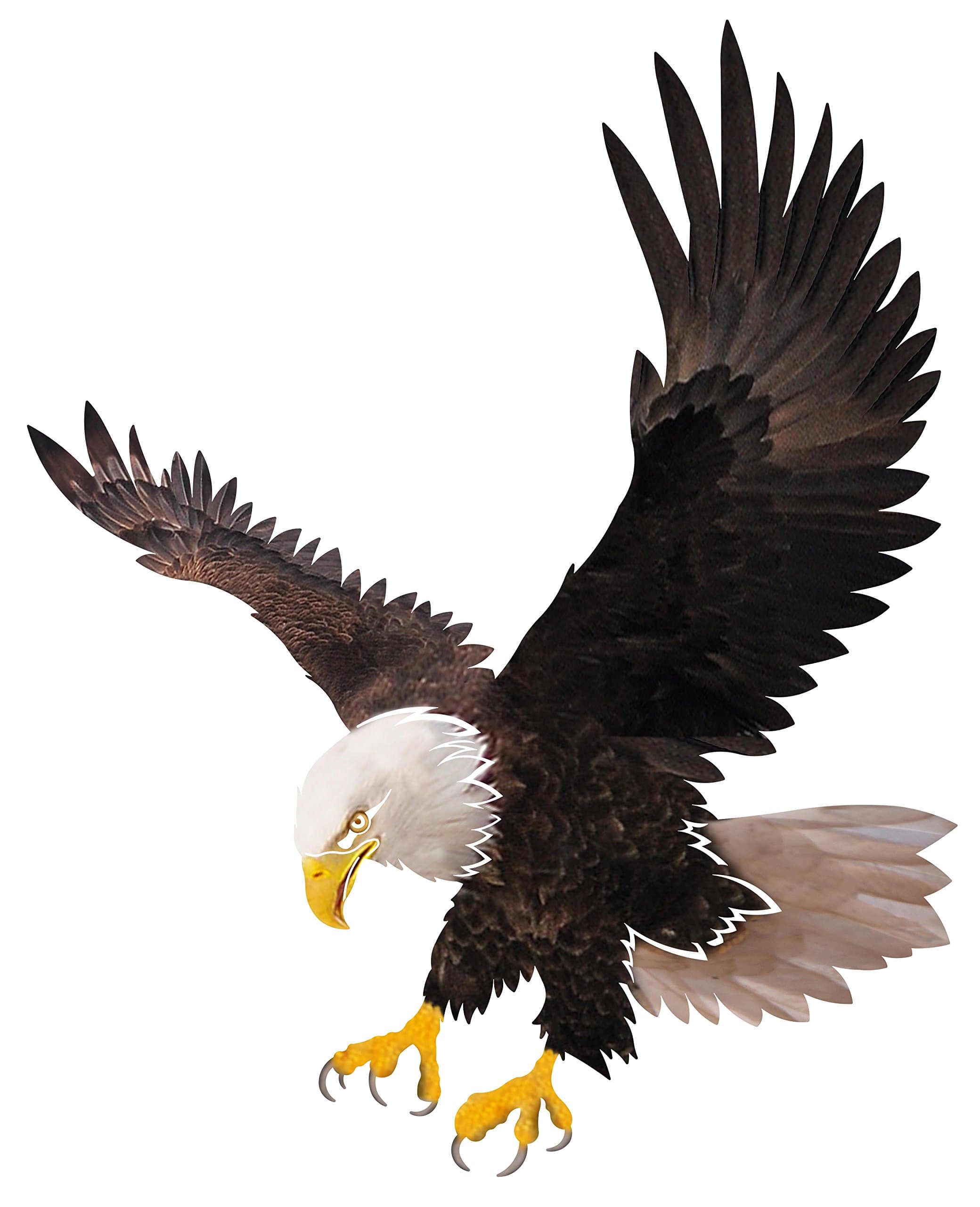 Classic Bald Eagle