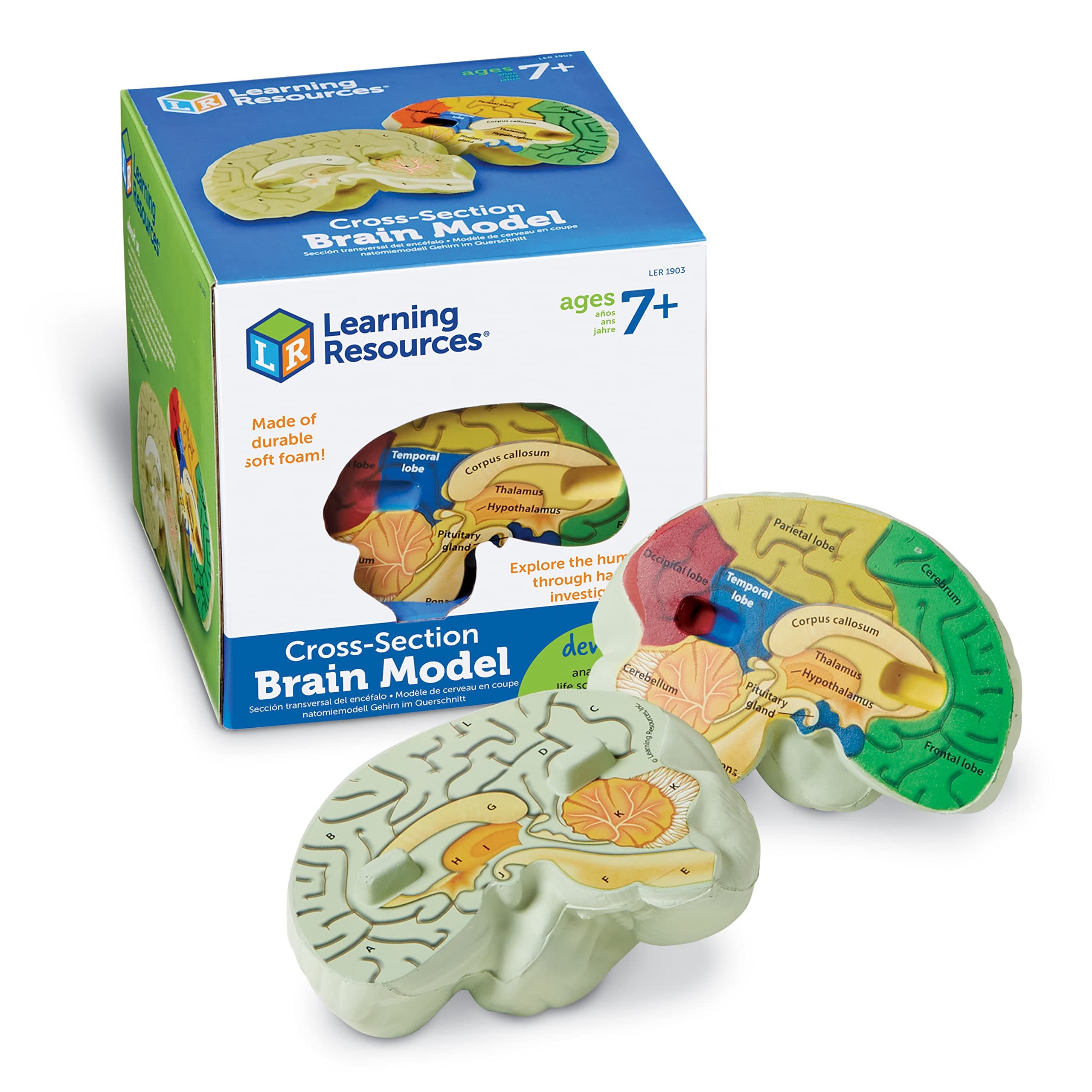 Learning Resources Cross-section Brain Model - 2 Pieces, Ages 7 Plus Brain Anatomy Model, Brain Functions Model, Human Anatomy for Kids, Foam Brain Model, Back to School Supplies
